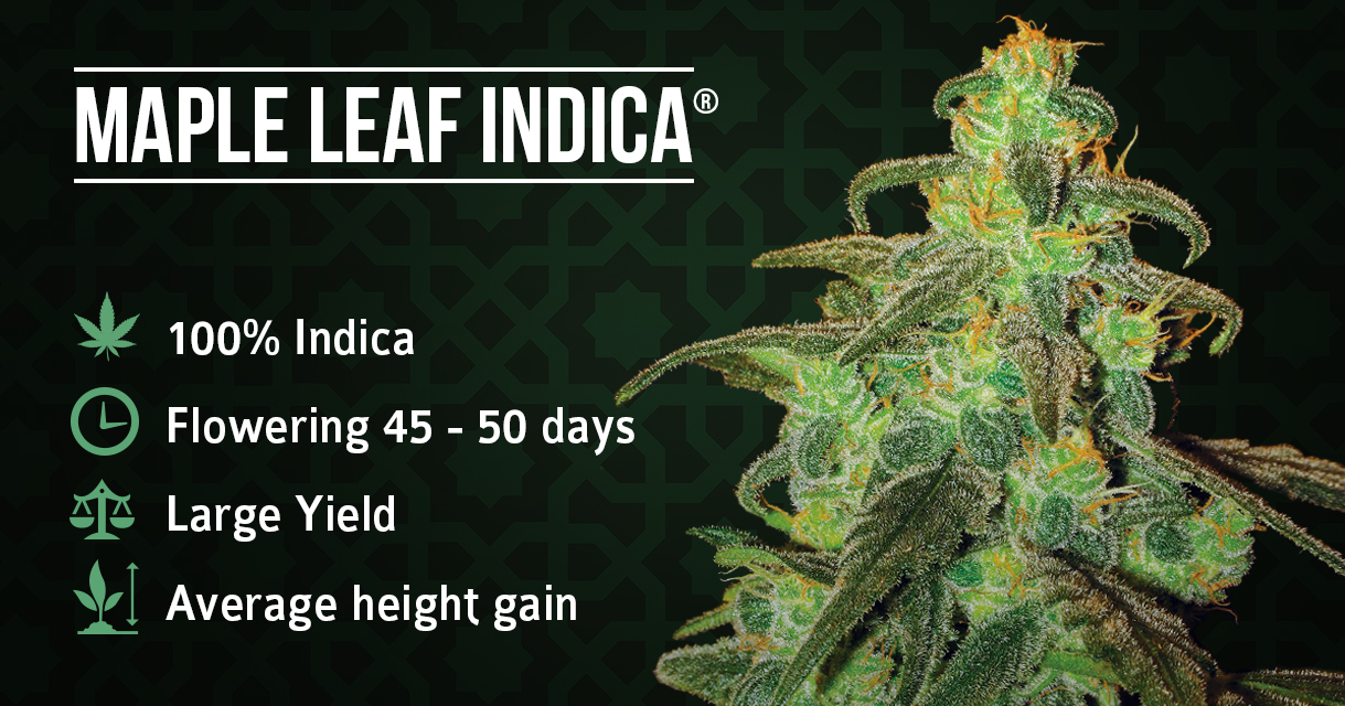 Cannabis strain focus: Maple Leaf Indica from Sensi Seeds - Sensi Seeds