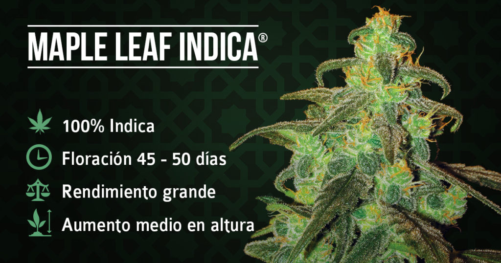 Hoja de información y planta de la hoja de arce