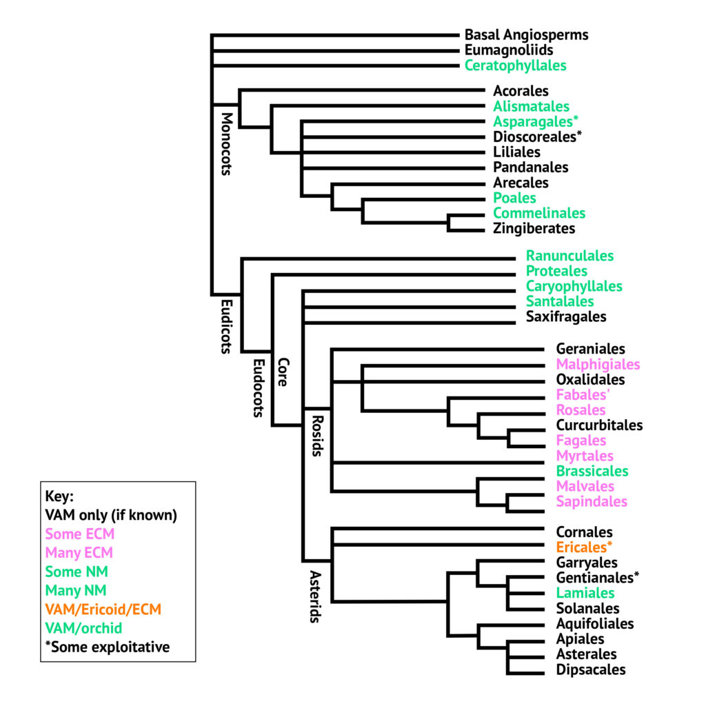 the-cannabis-family-tree-an-introduction-to-phylogenetics