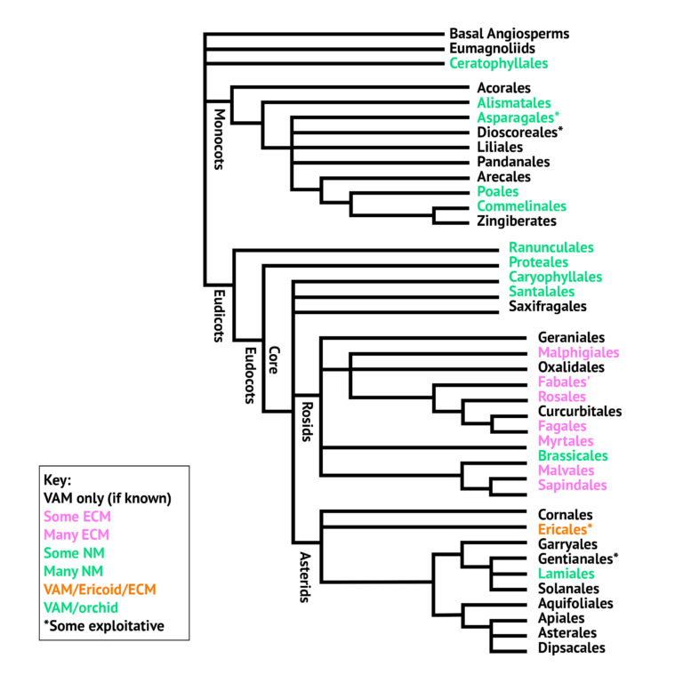 The Cannabis Family Tree - An Introduction To Phylogenetics