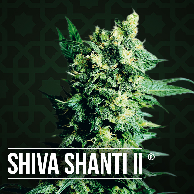 Shiva Shanti II cannabis plant