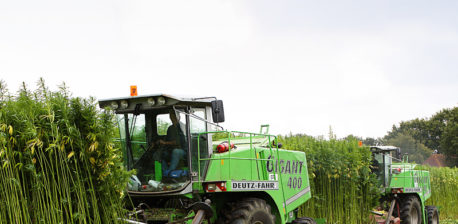 Zwei Maschinen, die einen Hanf ernten