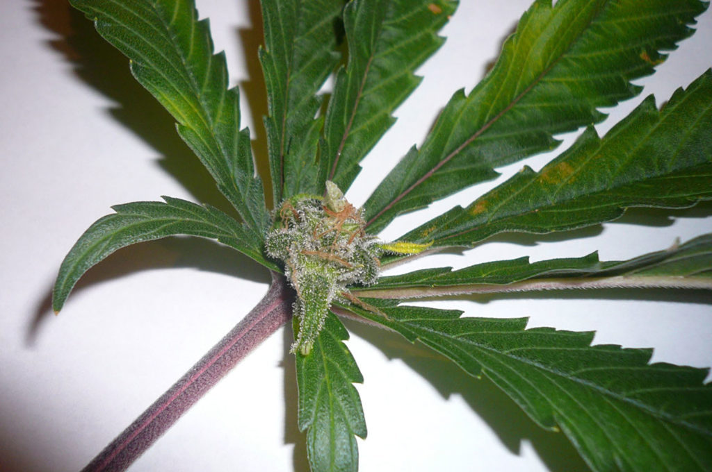De 10 mafste cannabismutaties