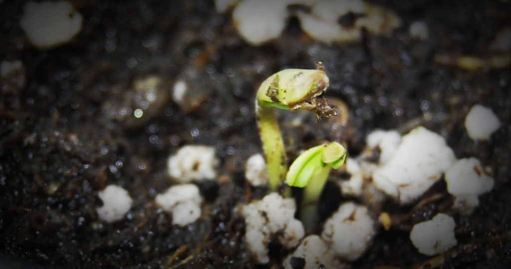 Cannabis seedling with twin seedlings mutation growing from the ground