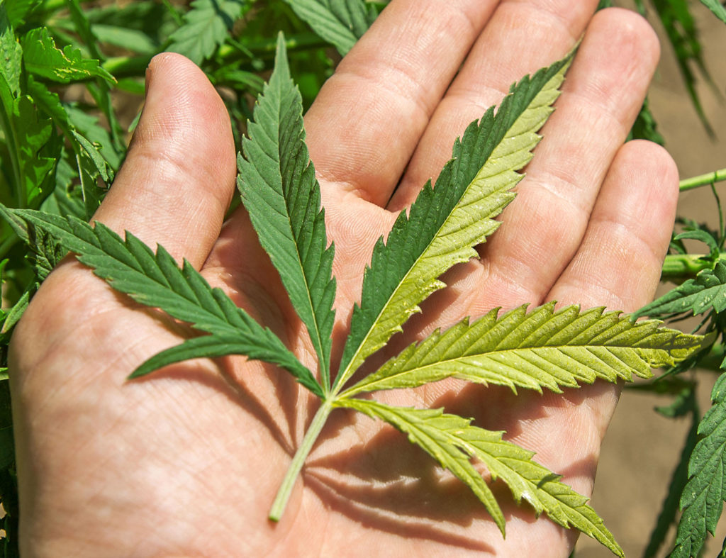 A person holding a cannabis leaf with variegation mutation