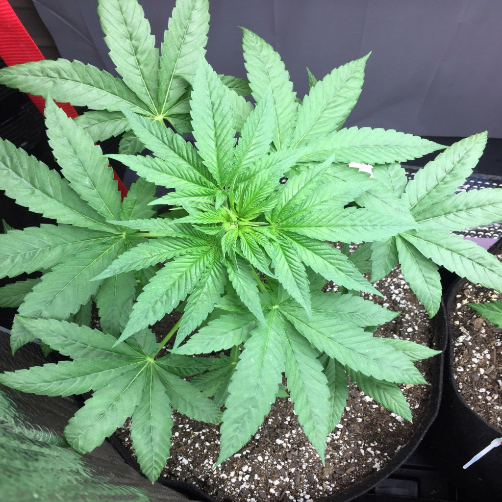 De 10 mafste cannabismutaties