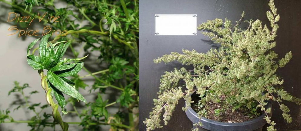 Vine-like cannabis mutation growing in a pot