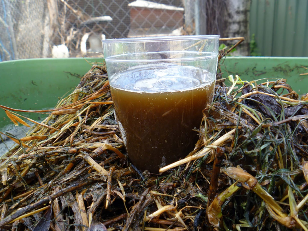 Use Compost Tea To Nourish Your Cannabis Plants - RQS Blog