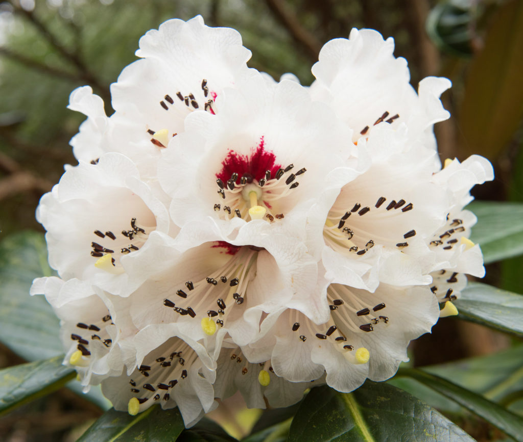 Der chinesische Rhododendron enthält nachweislich CBC oder verwandte Stoffe