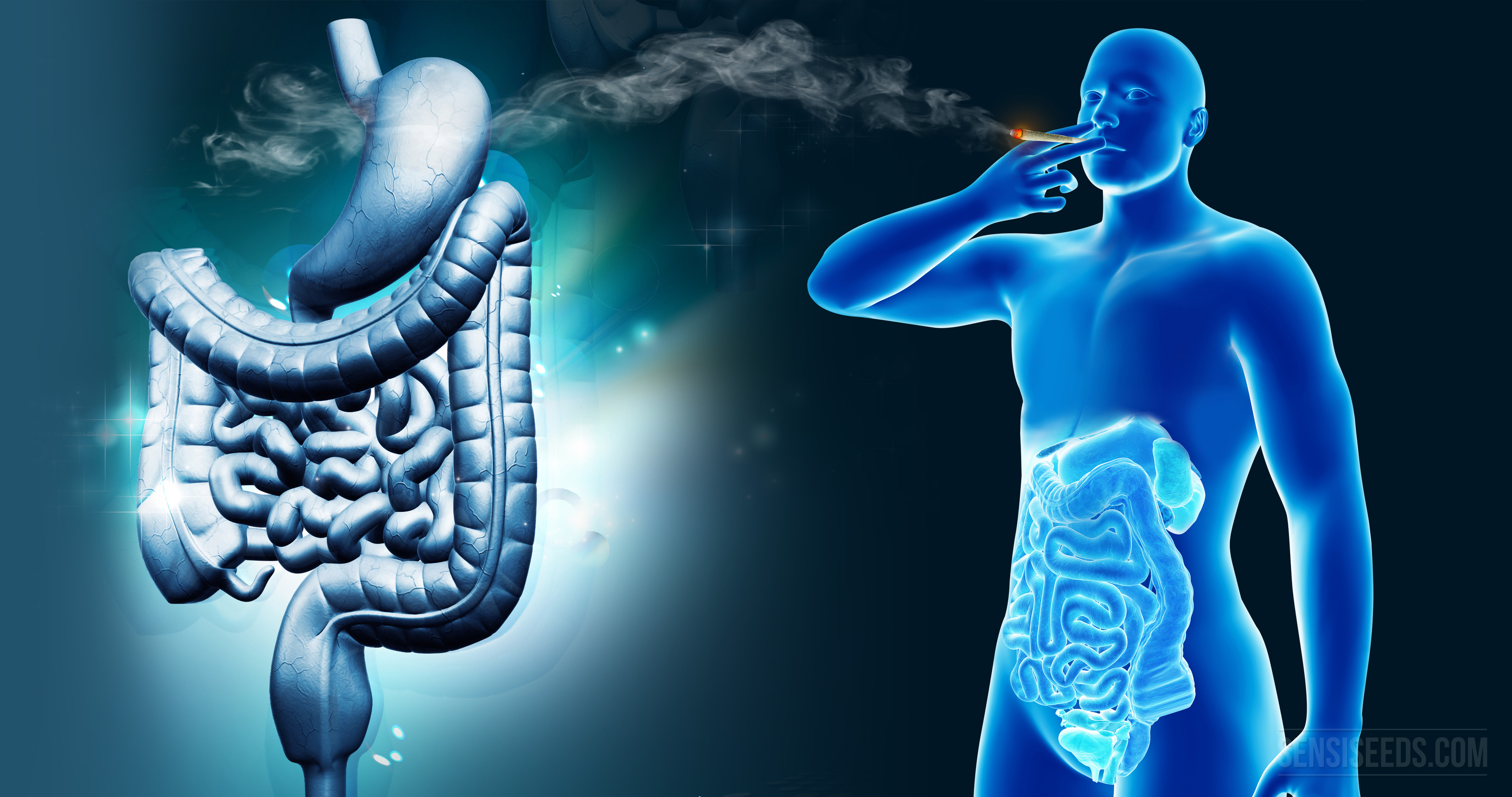 Cannabis can affect the digestive system in both ways