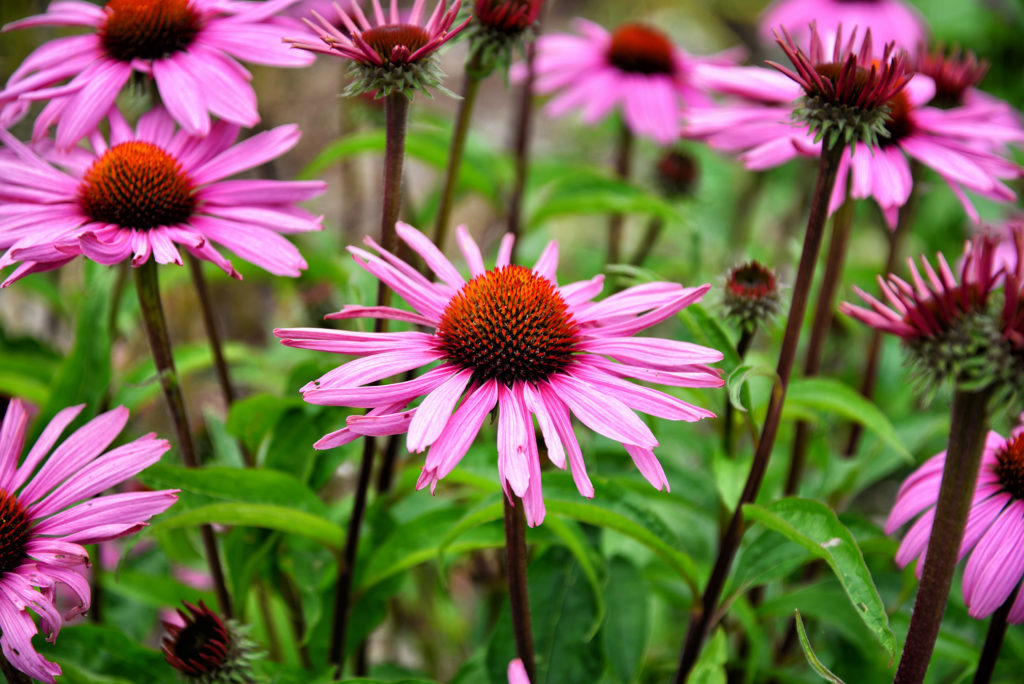 In der Echinacea wurden cannabimimetische N-Alkyamide gefunden