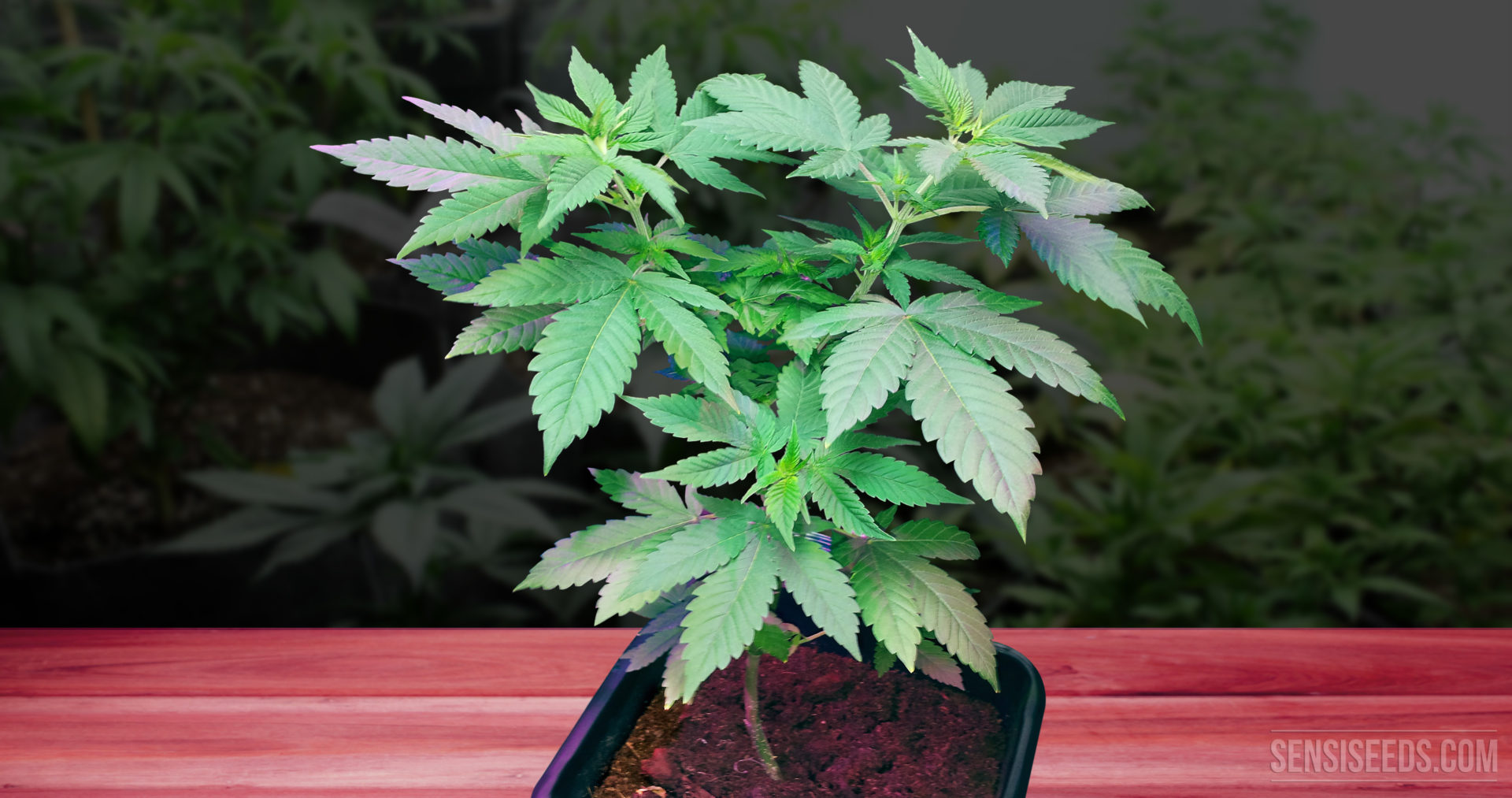 How to maintain healthy mother plants