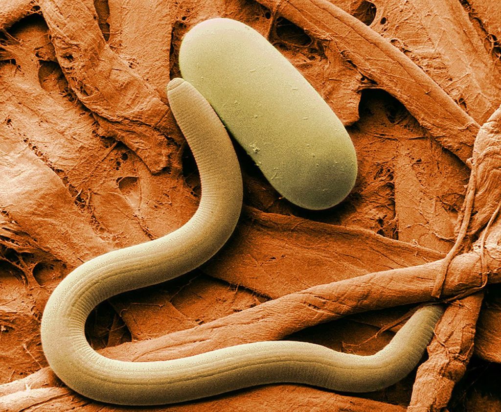 The soybean cyst nematode, another worm that cannabis can kill