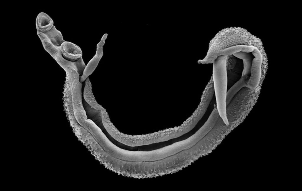La douve Schistosoma, responsable de causer la bilharziose