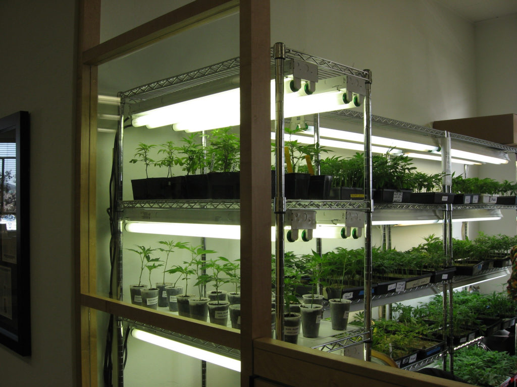 Cómo montar un cuarto de cultivo de clones de calidad