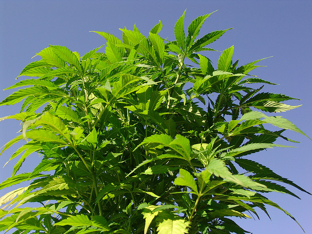 CBD is een goedkope, overvloedige en hernieuwbare natuurlijke grondstof die met minimaal gebruik van chemicaliën kan worden verbouwd op arme bodem (© twicepix)