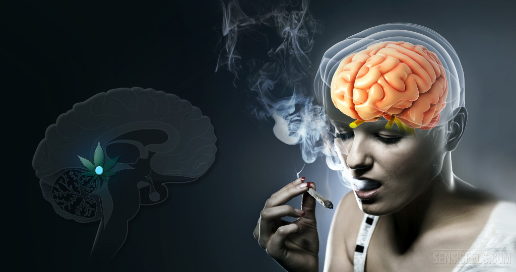 What happens in the pineal gland when we use cannabis? What-happens-in-the-pineal-gland-when-we-use-cannabis-Sensi-Seeds-blog-1-1024x540