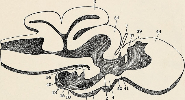 Oft wird angenommen, die Epiphyse stelle ein „drittes Auge“ dar, und sie verfügt tatsächlich über einige Eigenschaften eines einfachen Sehorgans