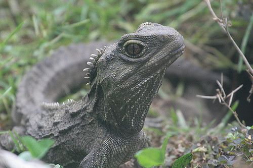 De tuatara, een reptiel uit Nieuw-Zeeland, heeft een werkend derde oog voor het reguleren van de dagelijkse cycli (Out Shooting" photos)