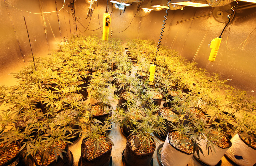 Ziel der Regierung ist die Legalisierung des Anbaus von Cannabis zu therapeutischen und wissenschaftlichen Zwecken (CC. Rusty Blazenhoff)