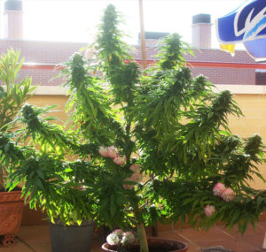 Afghani #1 dans un pot en extérieur