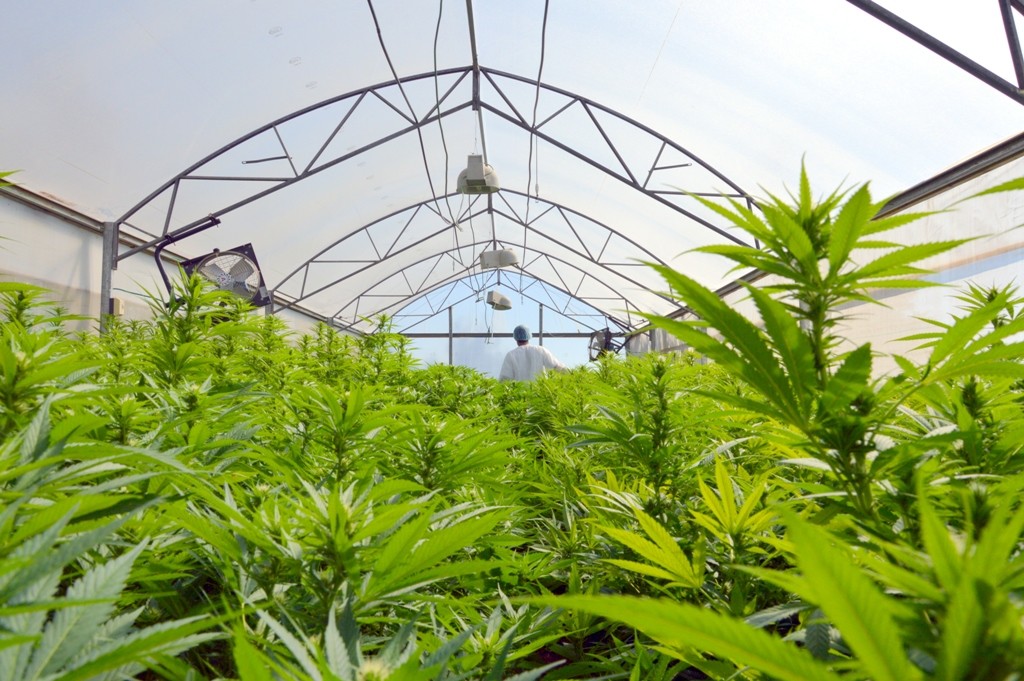 Der Anbaubetrieb von Tikun Olam, Israels erstem lizenzierten Züchter von medizinischem Cannabis