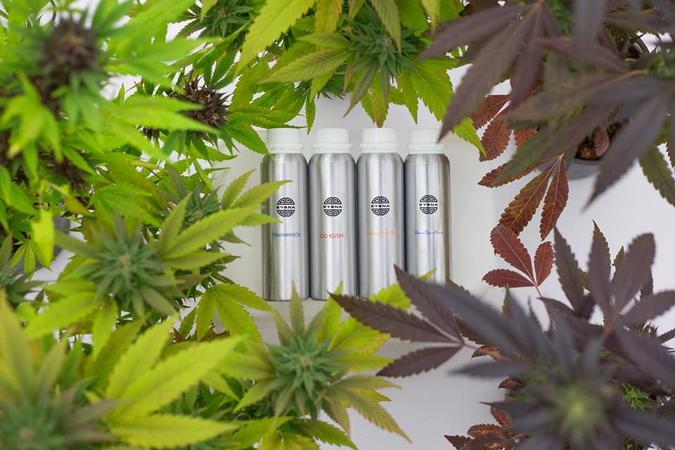 Eybna Technologies ist ein Start-up, das sich auf Cannabisterpene spezialisiert hat