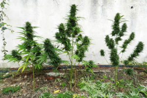 Une Jack Herer en extérieur prête pour la récolte.