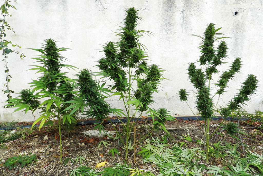 Jack Herer draußen und erntereif