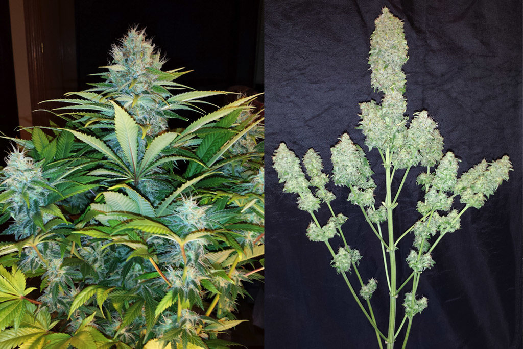 Shiva skunk Feminizada cultivada en exterior