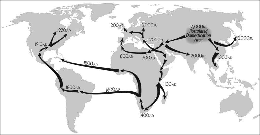 Cannabis-Seeds-Smuggling-1-2-1024x532.jpg?25b6f2