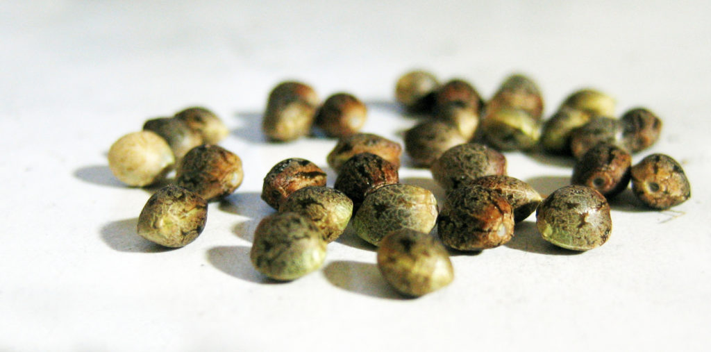 Sensi Seeds