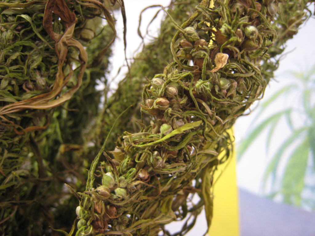 Sensi Seeds