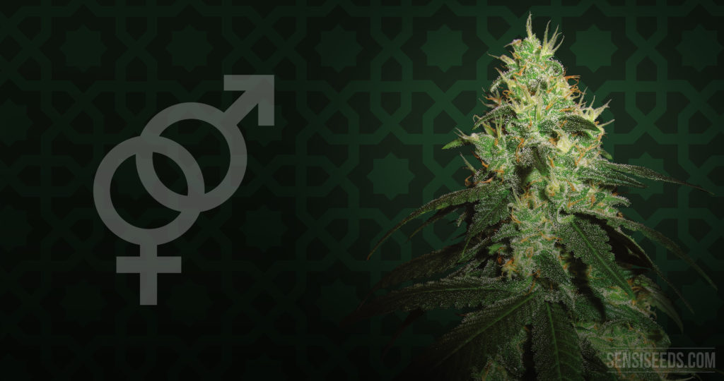 The gender symbols and a cannabis plant