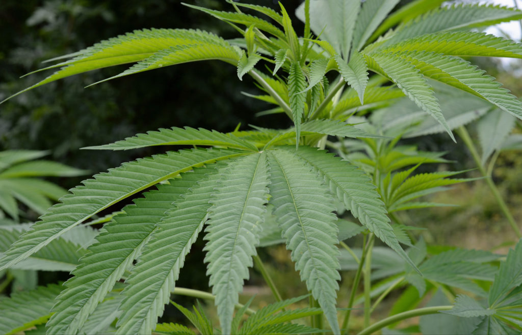 L’approche actuelle de la Finlande en matière de cannabis peut être qualifiée de restrictive, mais le pays détient une longue histoire de culture et d’utilisation du chanvre (© Free Flower Photos)