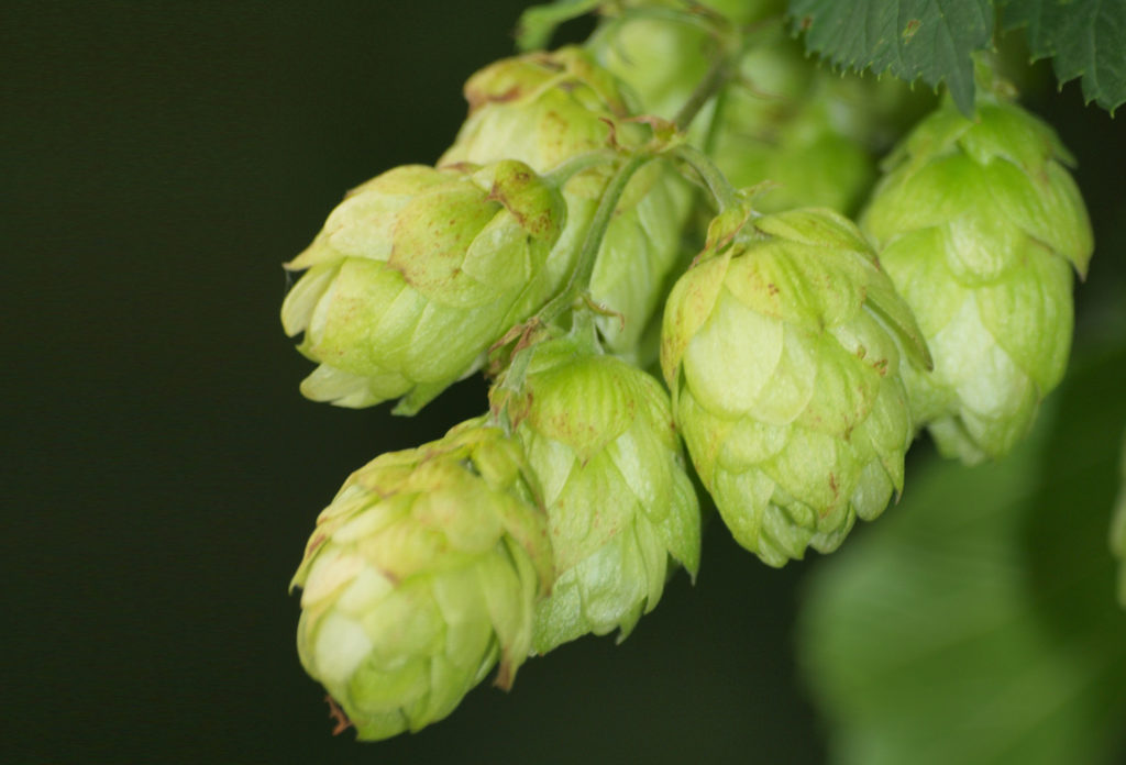 Les grains de pollen trouvés lors de fouilles archéologiques proviendraient plutôt d’un proche cousin du cannabis, le houblon (© milesmilob)