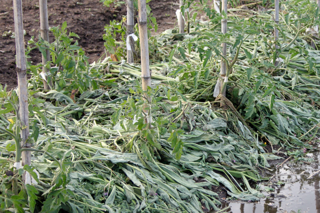 2-Mulch-comfrey