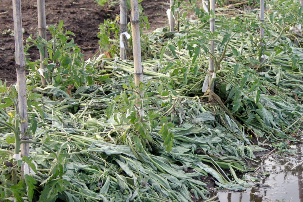 2-Mulch-comfrey-3-1024x683.jpg?25b6f2