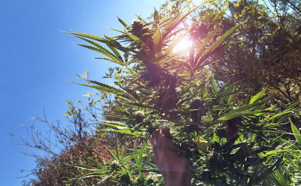 Cannabis Pflanzen Zur Blute Bringen Sensi Seeds Sensi Seeds