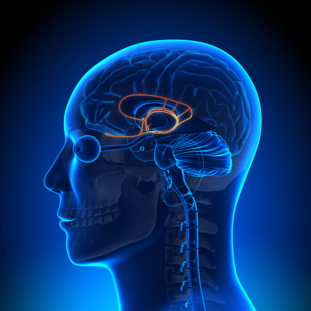 THC bindet sich an die CB1-Rezeptoren im Gehirn und löst damit den psychoaktiven Effekt aus (© Birth Into Being)