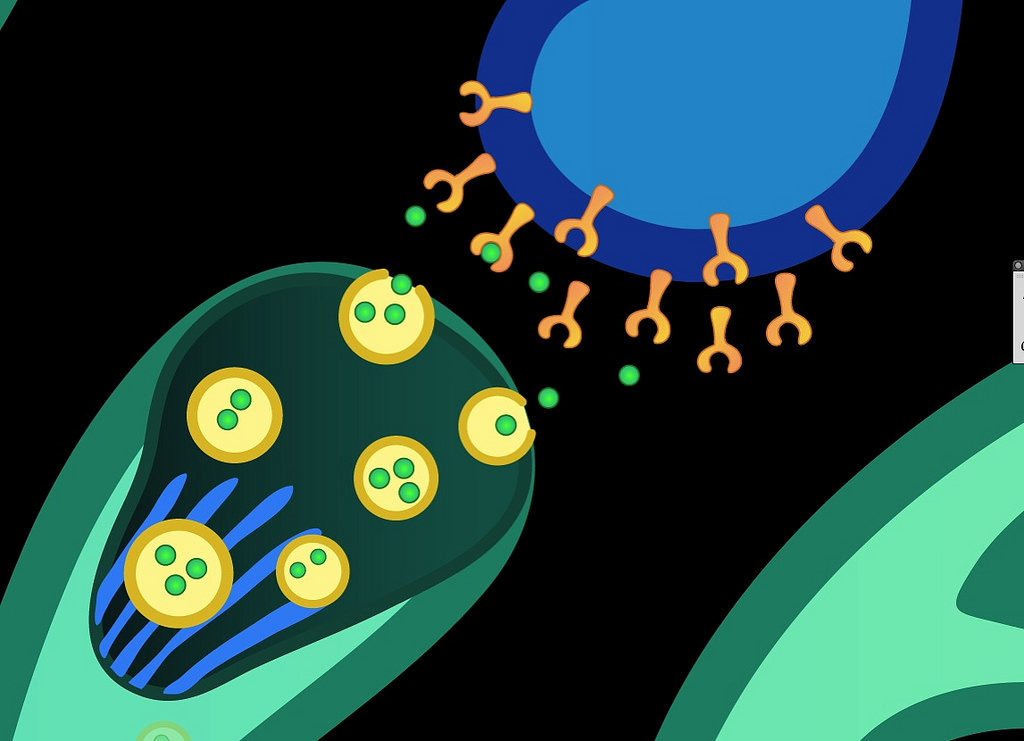 Ligands fit their receptors like keys fitting into locks (© National Institutes of Health (NIH)) 