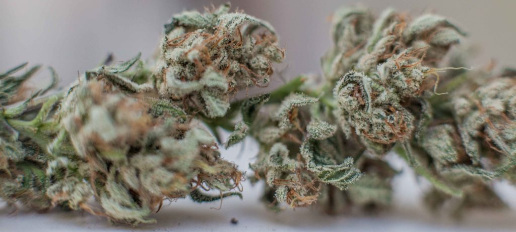 Das in der Cannabispflanze enthaltene THC könnte dazu beitragen, mehr Menschenleben mit einer Transplantation zu retten (CC. Prensa 420)
