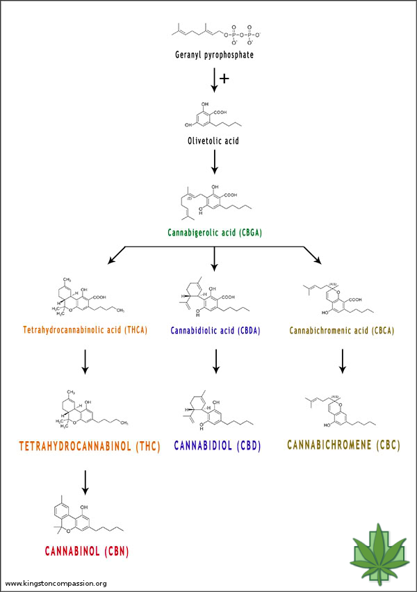 It has been shown that cannabinoids are useful in reducing the inflammatory processes involved in transplant rejection and autoimmune disorders (CC. Kingston Compassion Club Society)