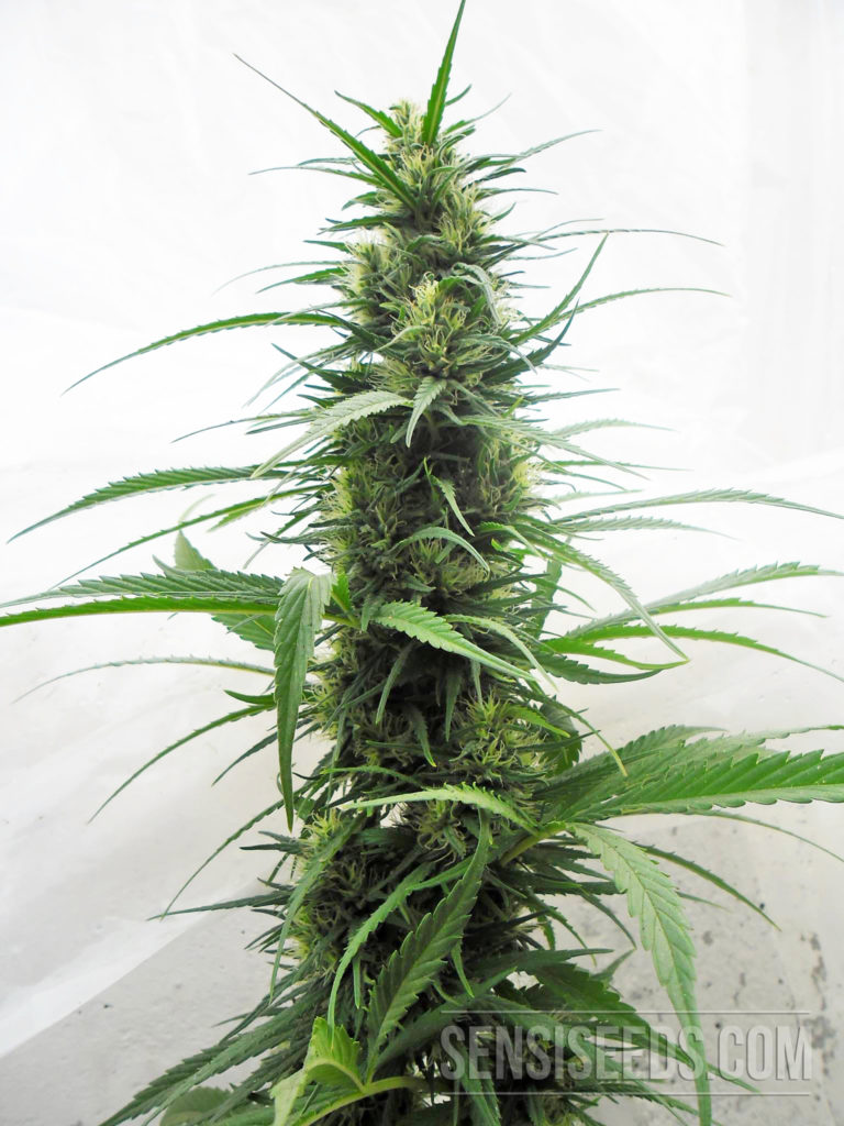 01 - Strain Focus Skunk #1 Kike Vivanco