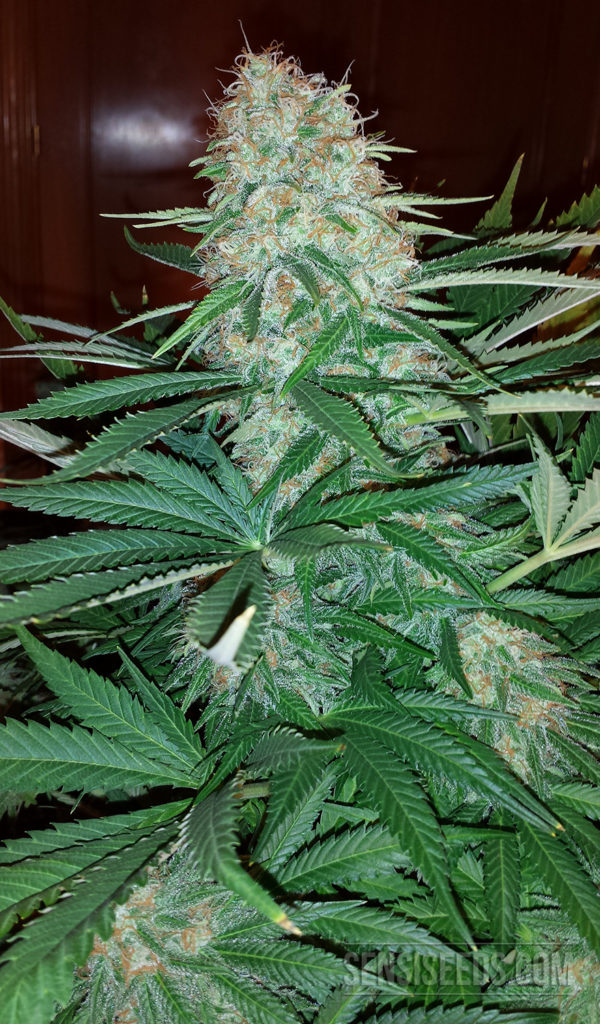 02 - Strain Focus Skunk #1 roman grower