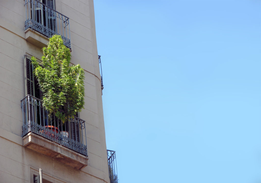 03-Top_5_legal_cannabis_destinations_Barcelona