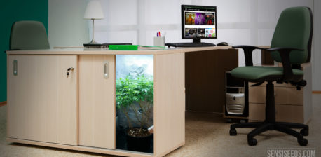 Una oficina con una mesa, silla, computadora portátil y gabinete con planta de cannabis.