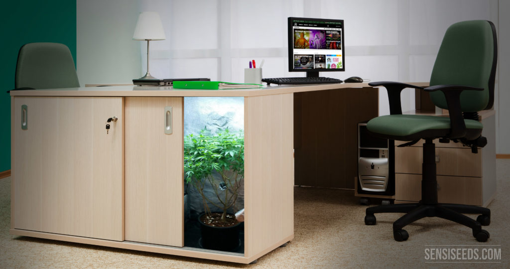 Micro grow-4k-SensiSeeds