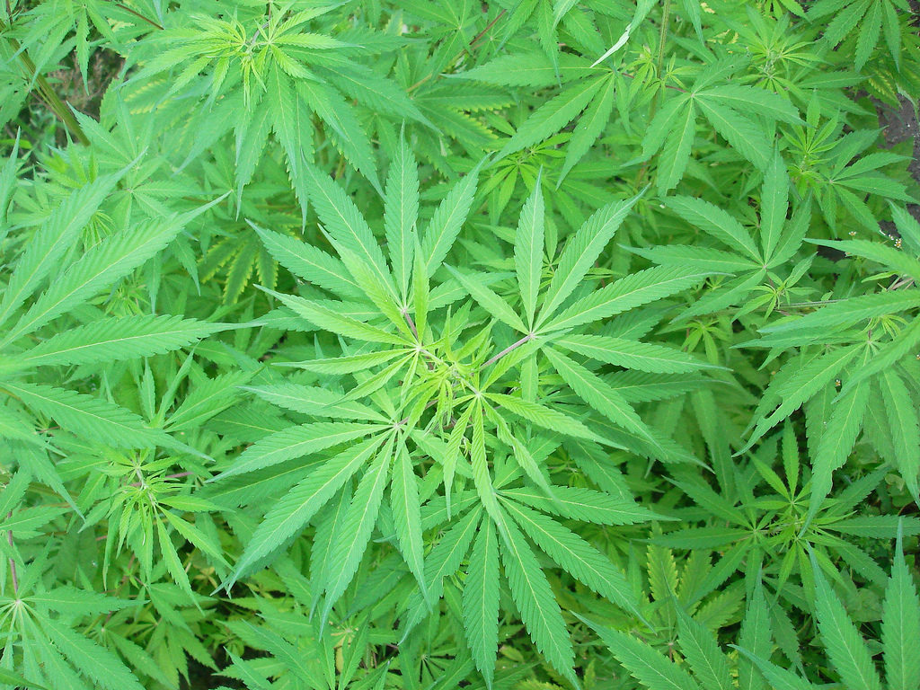 Uruguay recoge la 1ª cosecha de cannabis legal cultivado por dos empresas privadas (CC. deviat_ed)