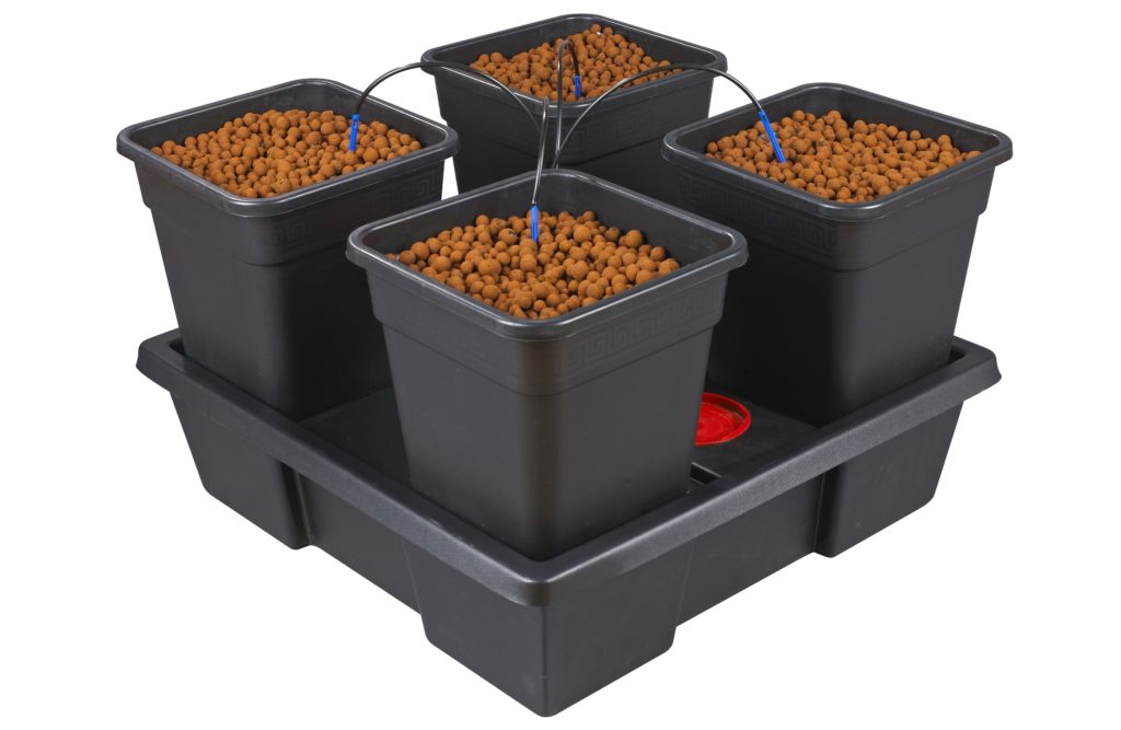 Sensi Seeds